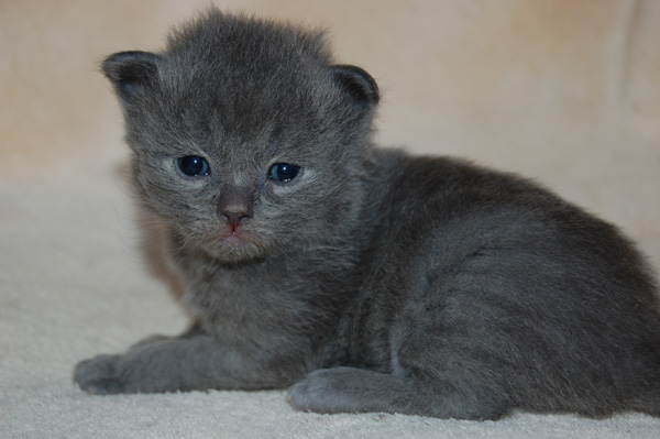 Tosca-3 Wochen alt.jpg